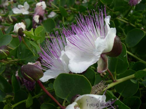 Pantelleria fiori e piante