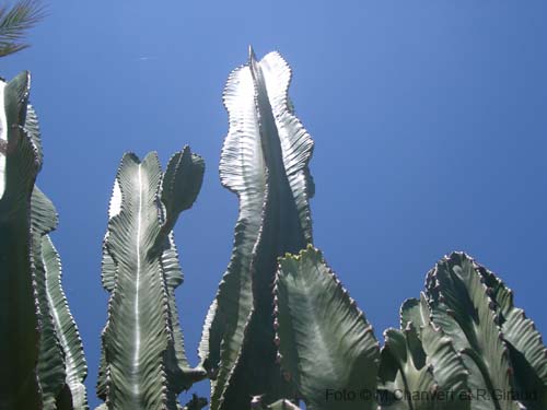 Pantelleria fiori e piante