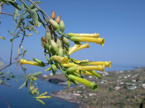 Pantelleria fiori e piante