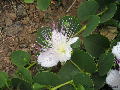 Pantelleria fiori e piante