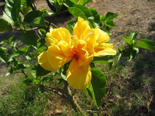 Pantelleria fiori e piante