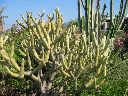 Pantelleria fiori e piante