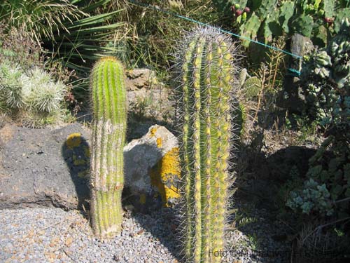 Pantelleria fiori e piante