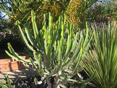 Pantelleria fiori e piante