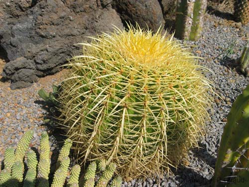 Pantelleria fiori e piante