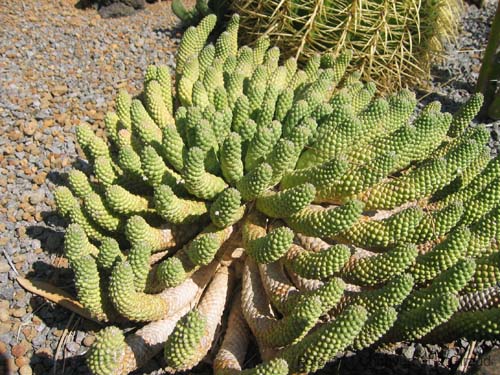 Pantelleria fiori e piante