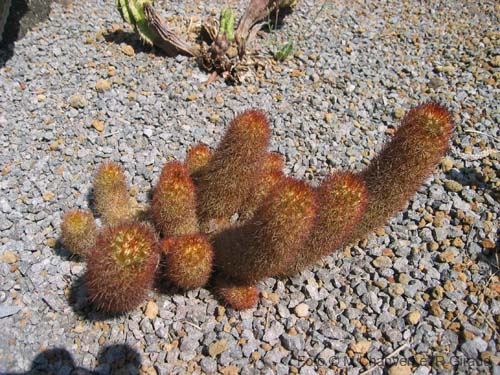 Pantelleria fiori e piante