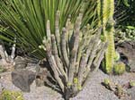 Pantelleria fiori e piante